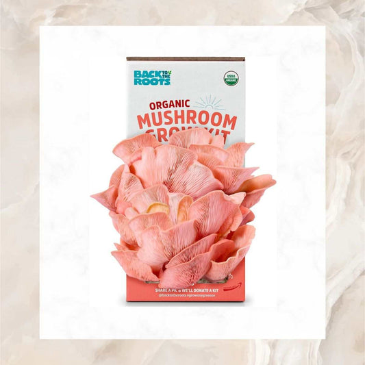 Organic Pink Mushroom Grow Kit Harvest Gourmet Mushrooms